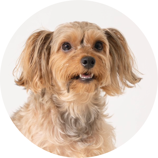 R-指定犬